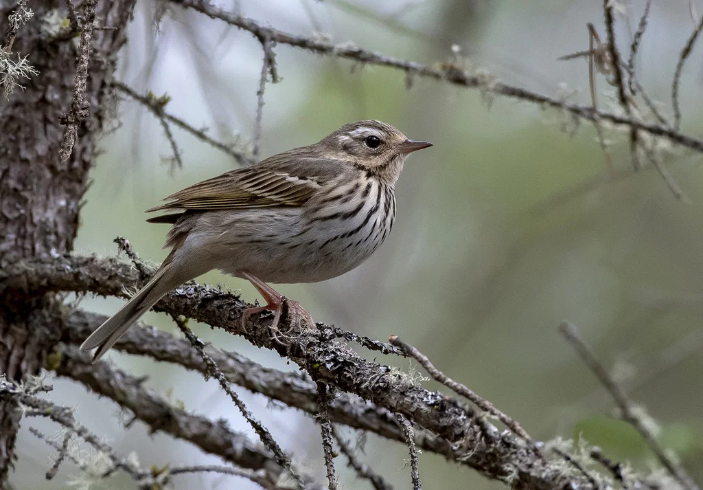 树鹨(Anthus hodgsoni)