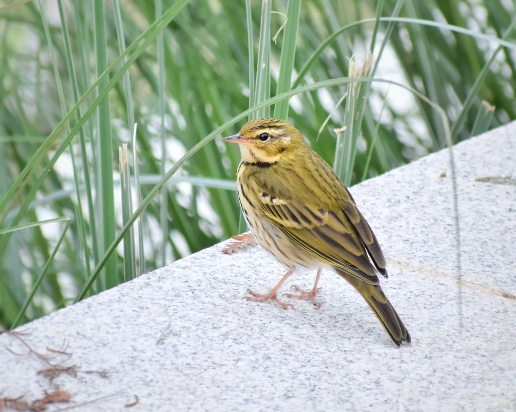 树鹨(Anthus hodgsoni)