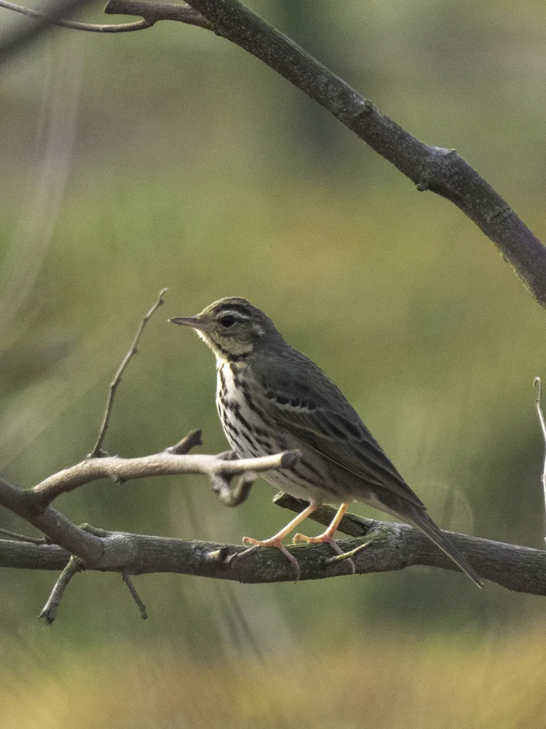 树鹨(Anthus hodgsoni)