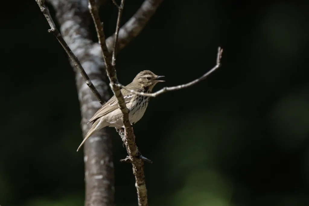 树鹨(Anthus hodgsoni)
