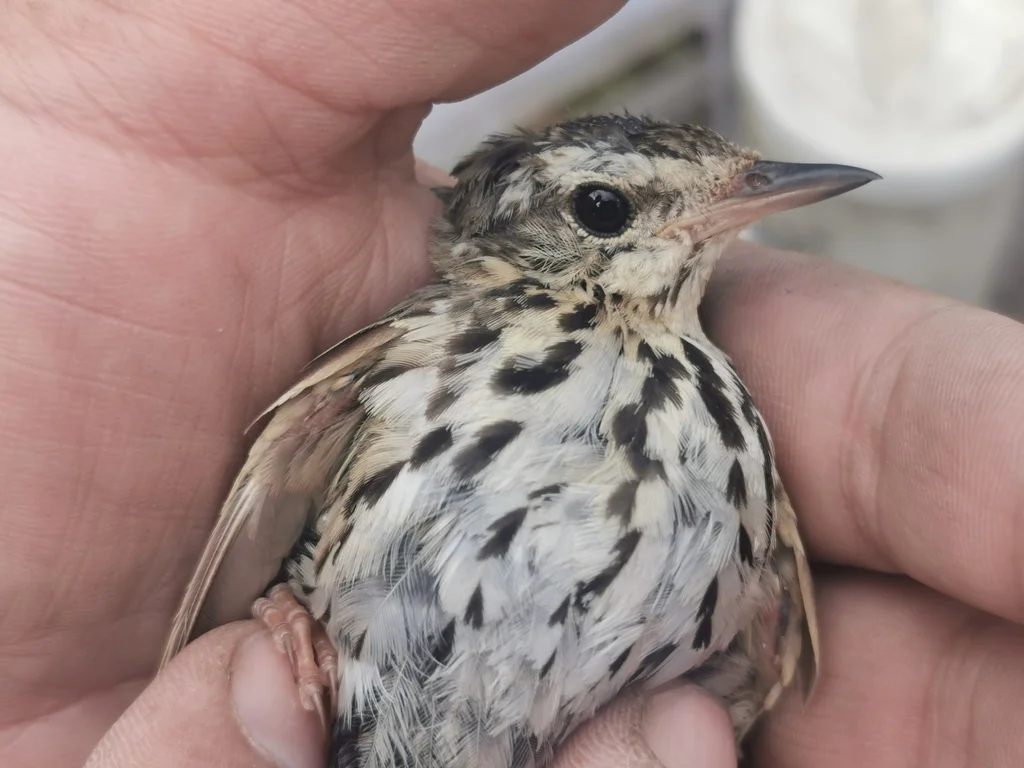 树鹨(Anthus hodgsoni)