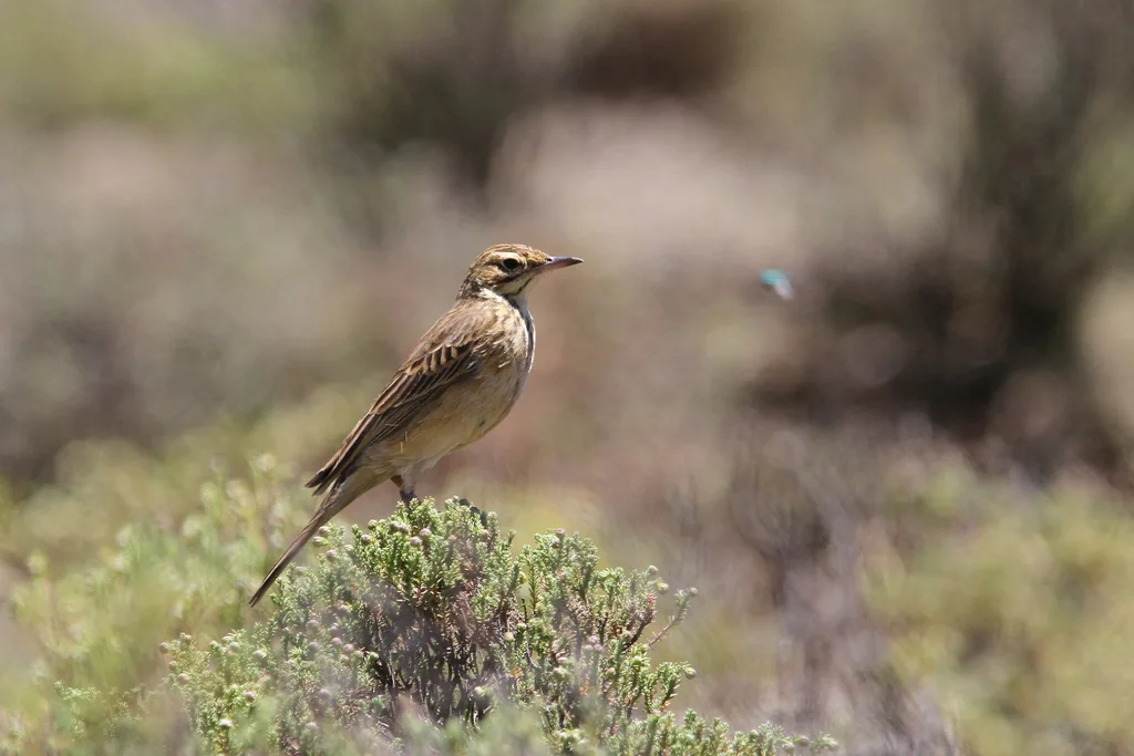 山地鹨(Anthus hoeschi)
