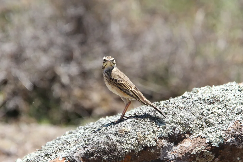 山地鹨(Anthus hoeschi)