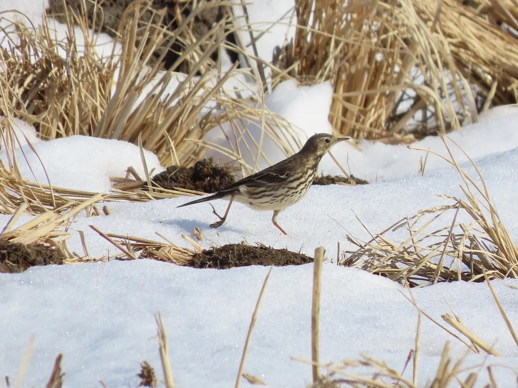 黄腹鹨(Anthus japonicus)