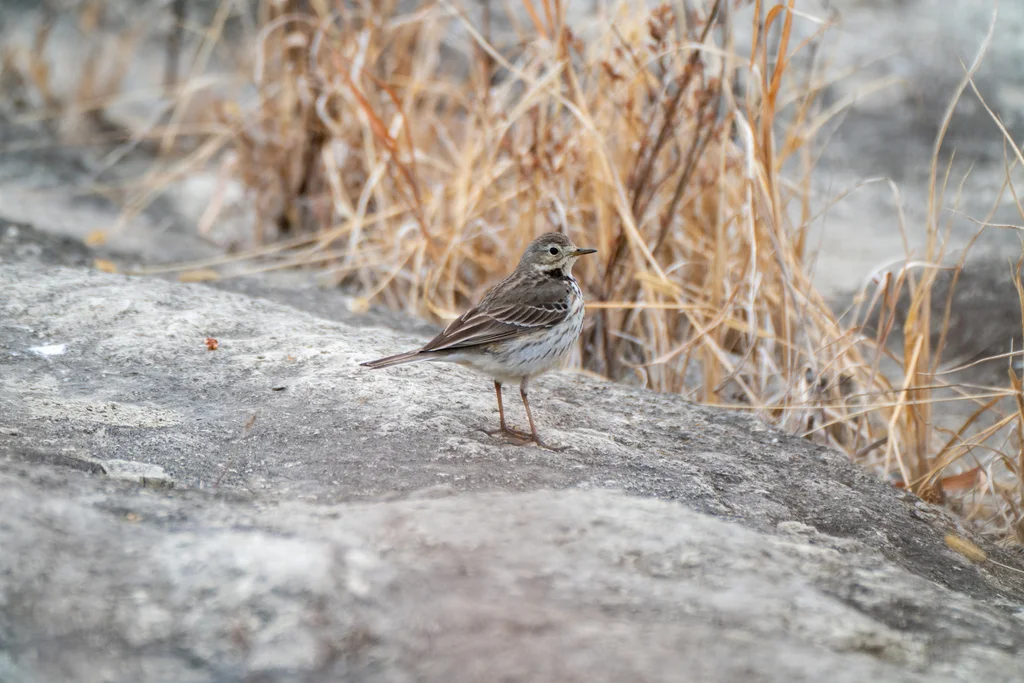 黄腹鹨(Anthus japonicus)
