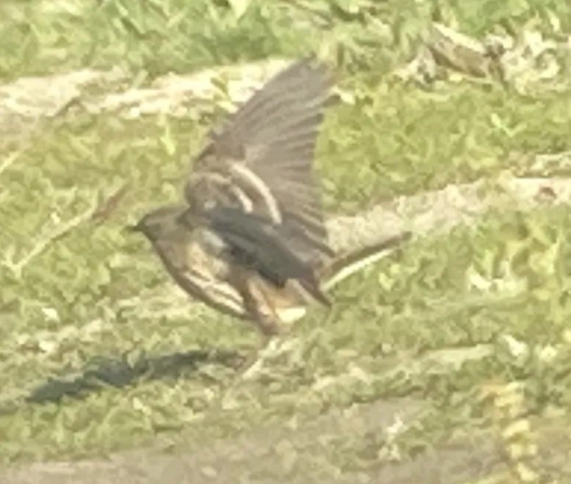 黄腹鹨(Anthus japonicus)