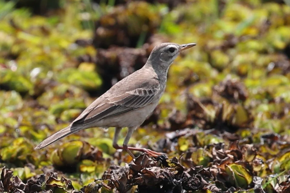 纯背鹨(Anthus leucophrys)