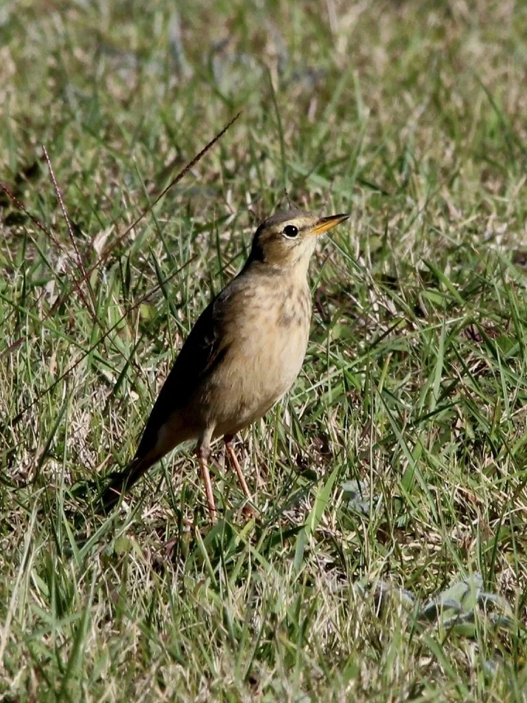 纯背鹨(Anthus leucophrys)