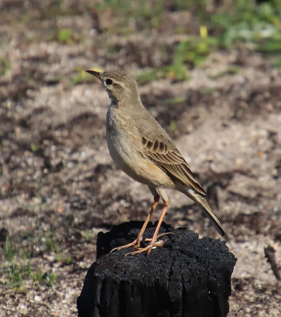 纯背鹨(Anthus leucophrys)
