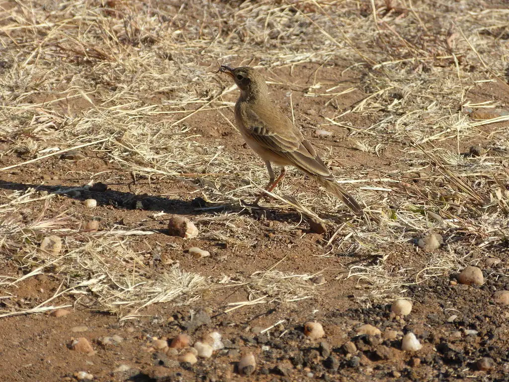 纯背鹨(Anthus leucophrys)