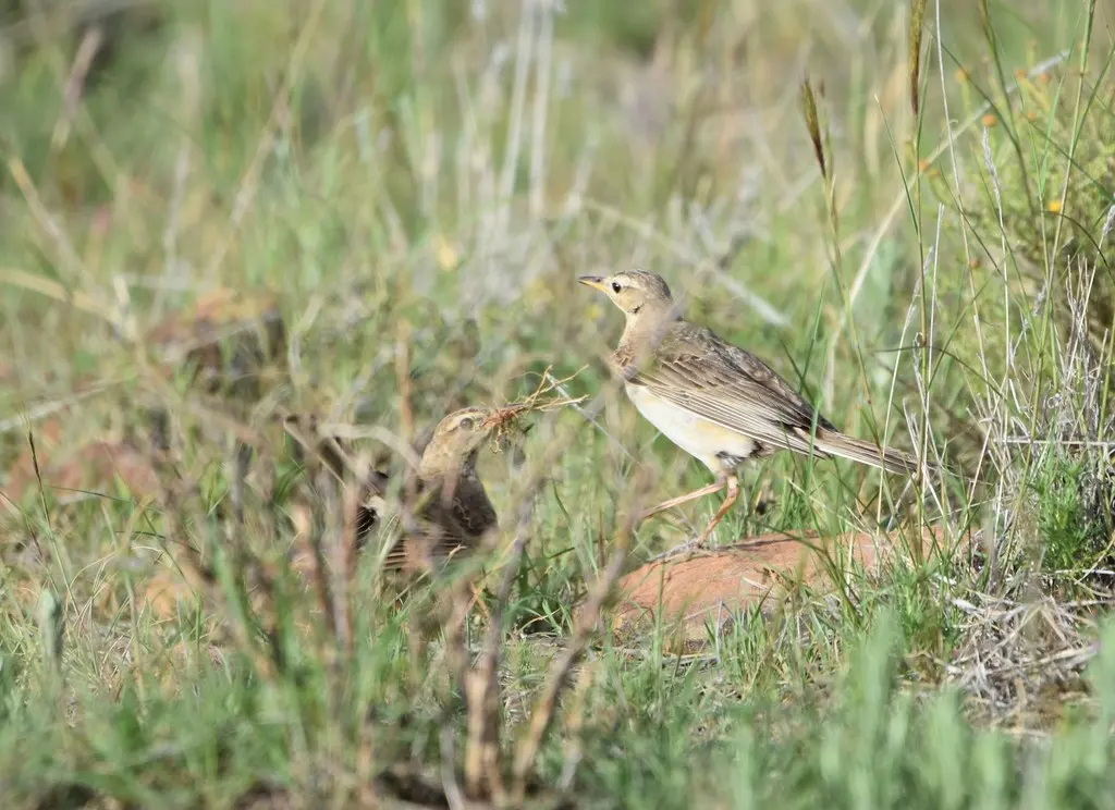 纯背鹨(Anthus leucophrys)
