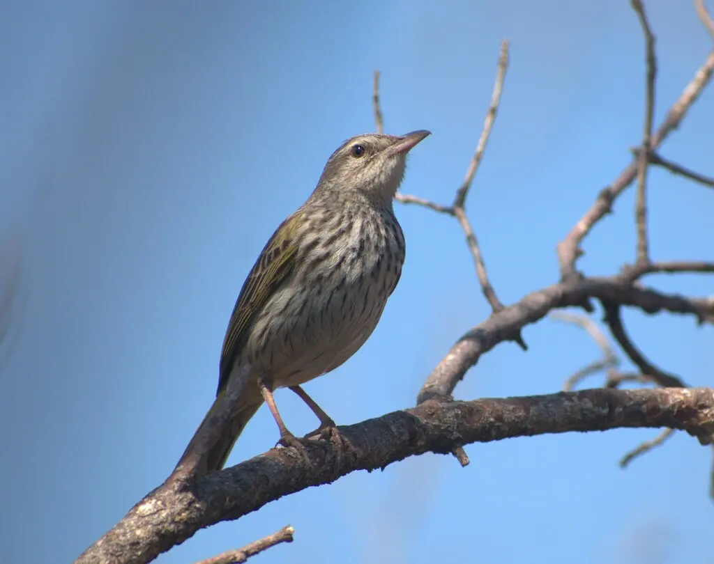 条纹鹨(Anthus lineiventris)