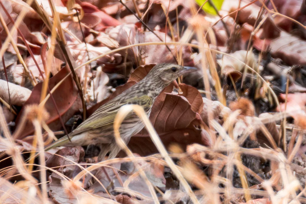 条纹鹨(Anthus lineiventris)
