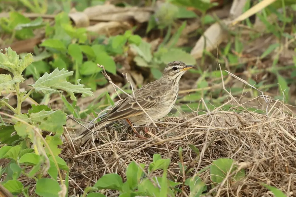 灰鹨(Anthus melindae)