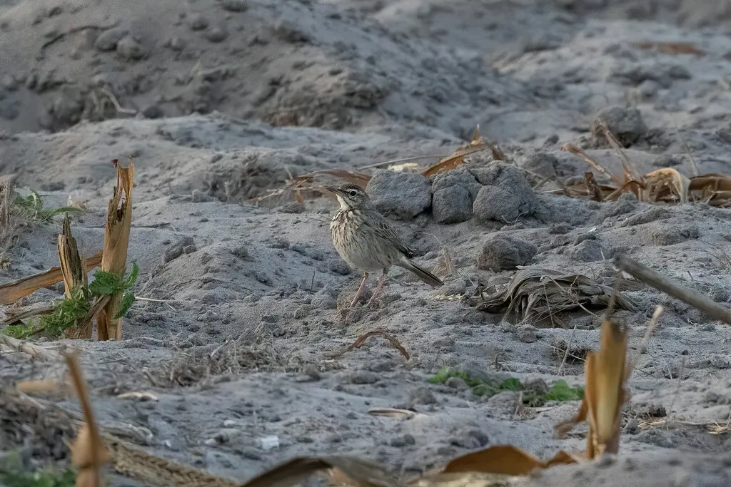 灰鹨(Anthus melindae)