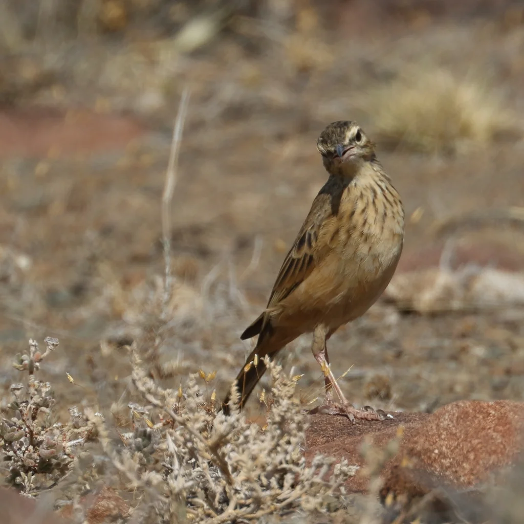 博茨瓦纳长嘴鹨(Anthus nicholsoni)