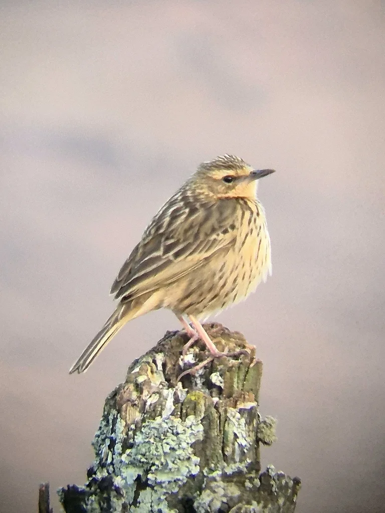 印度鹨(Anthus nilghiriensis)