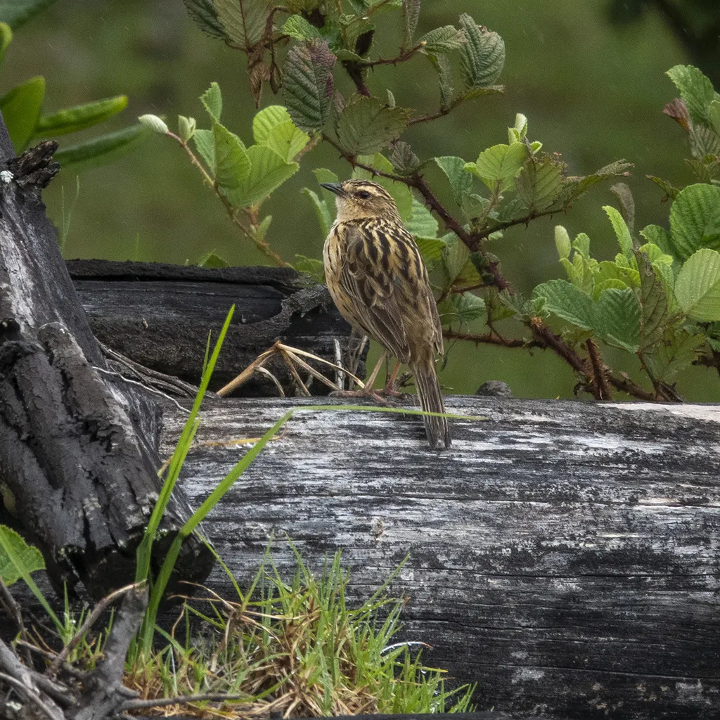 印度鹨(Anthus nilghiriensis)