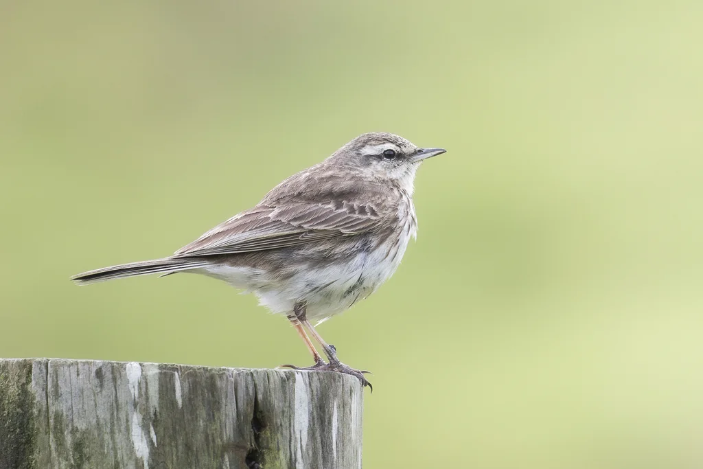 新西兰鹨(Anthus novaeseelandiae)