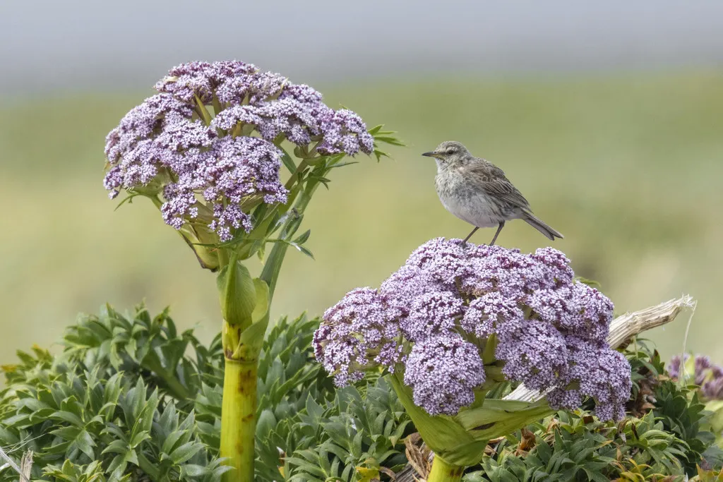新西兰鹨(Anthus novaeseelandiae)