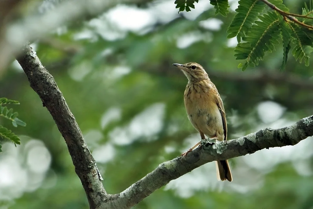 林地鹨(Anthus nyassae)