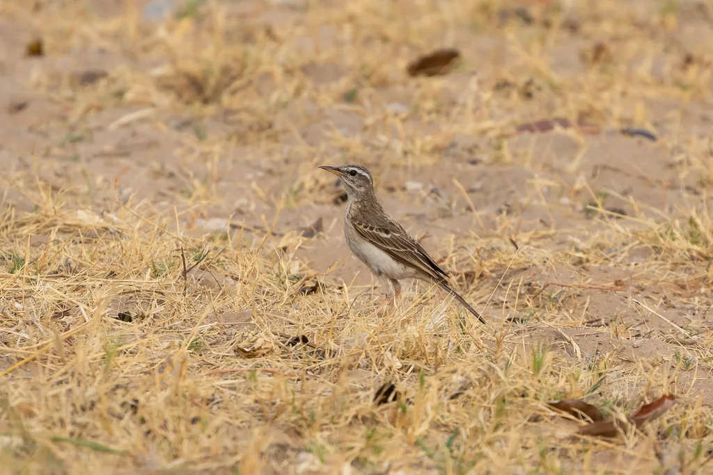 林地鹨(Anthus nyassae)
