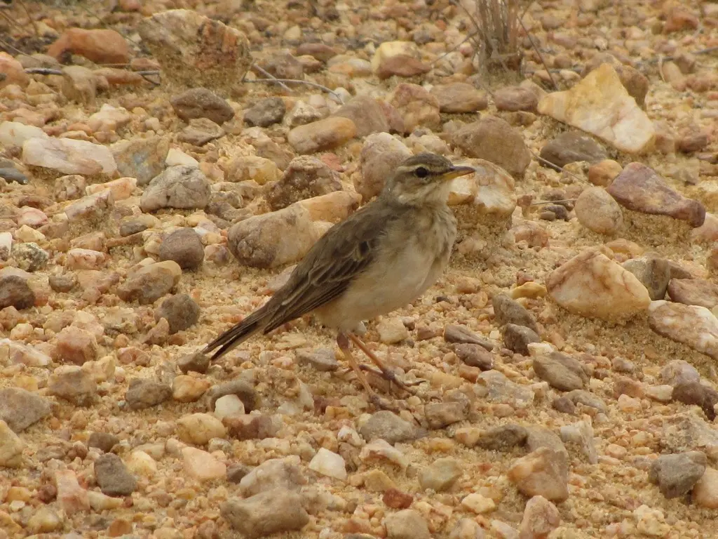 长脚鹨(Anthus pallidiventris)