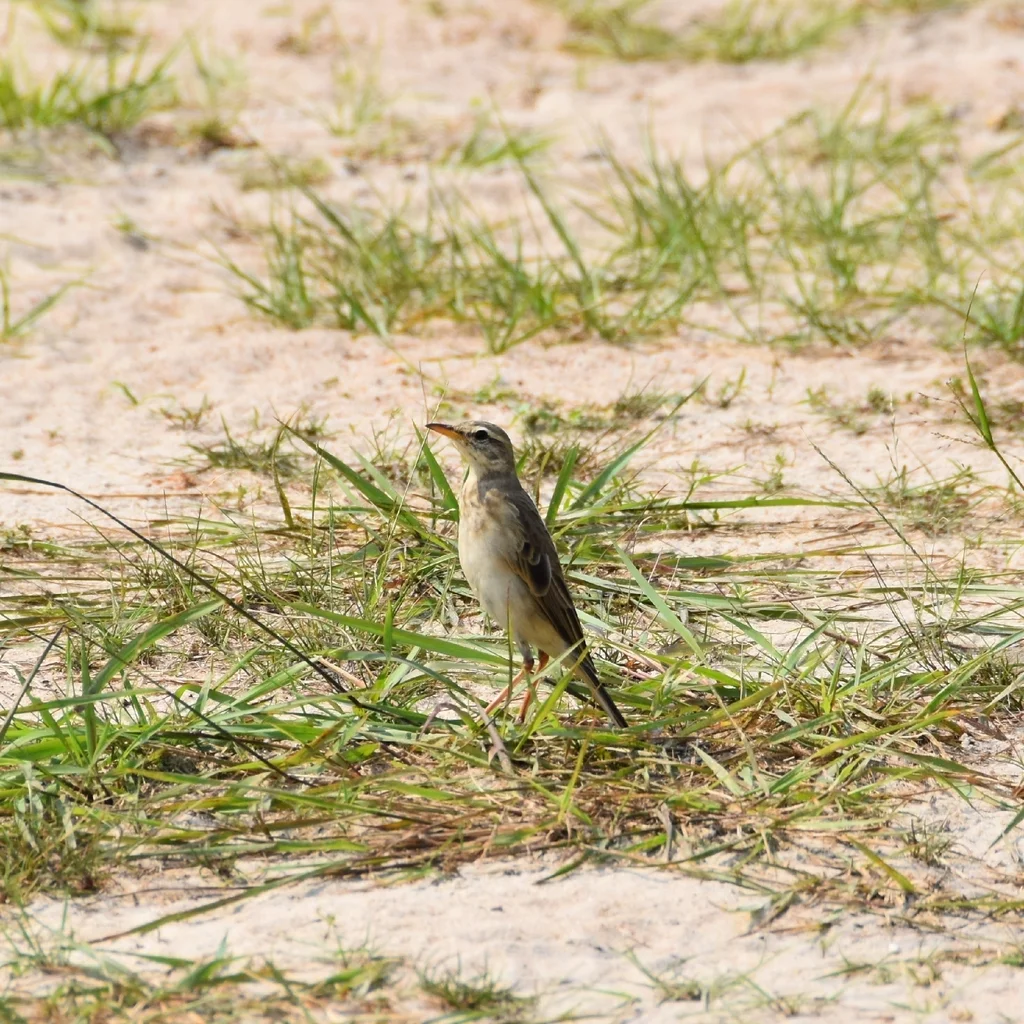 长脚鹨(Anthus pallidiventris)