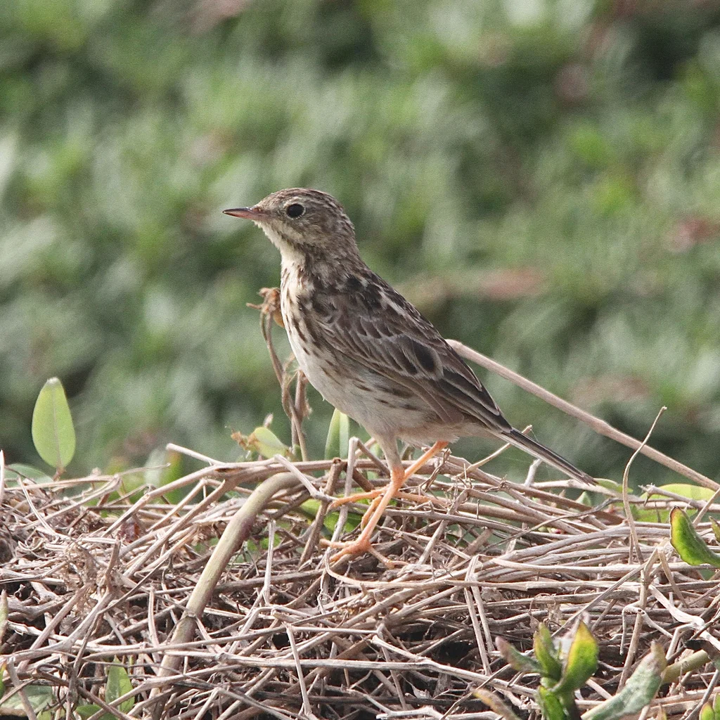 秘鲁黄鹨(Anthus peruvianus)