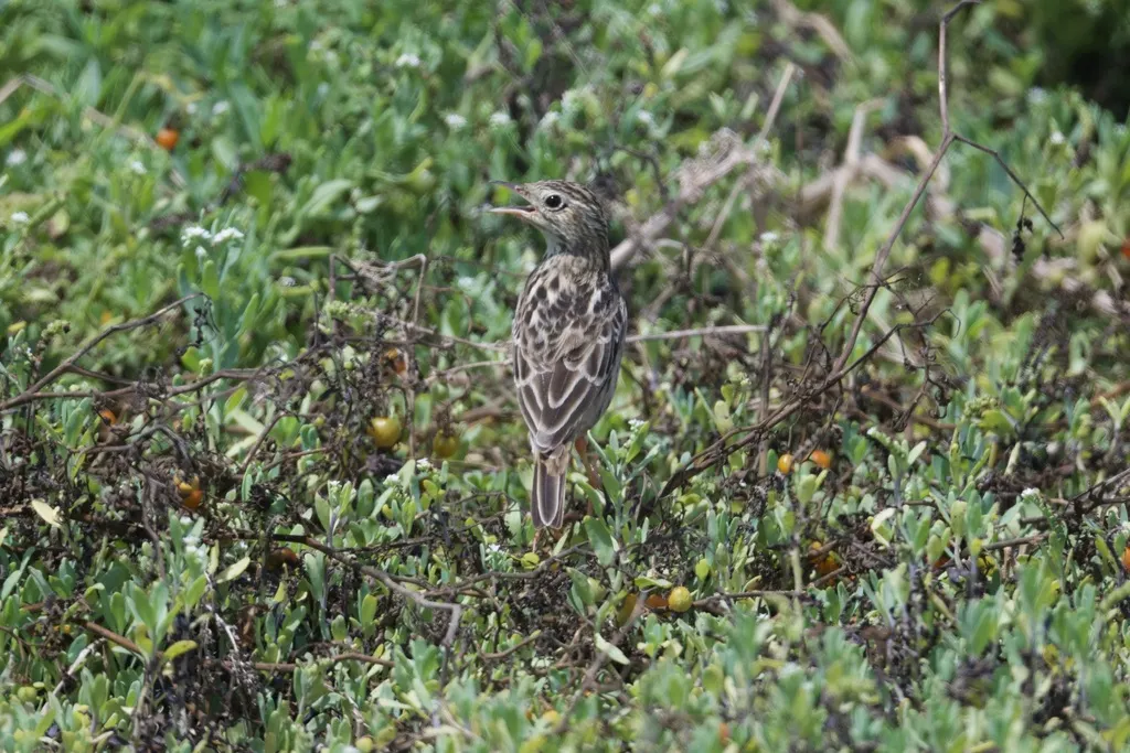 秘鲁黄鹨(Anthus peruvianus)