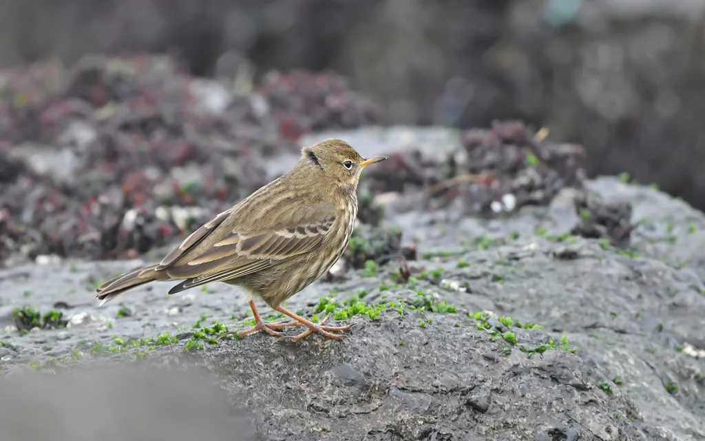 石鹨(Anthus petrosus)