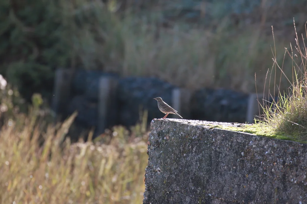 石鹨(Anthus petrosus)