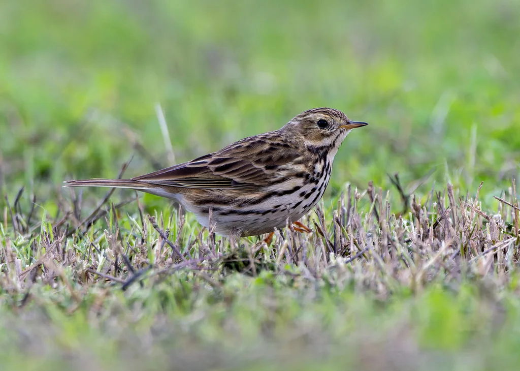 草地鹨(Anthus pratensis)