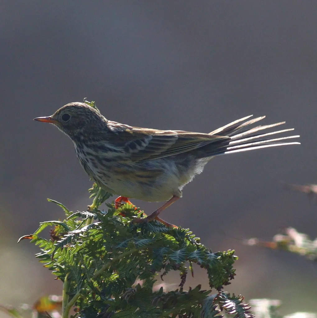 草地鹨(Anthus pratensis)