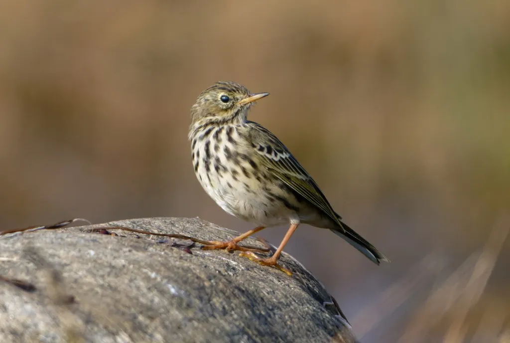 草地鹨(Anthus pratensis)