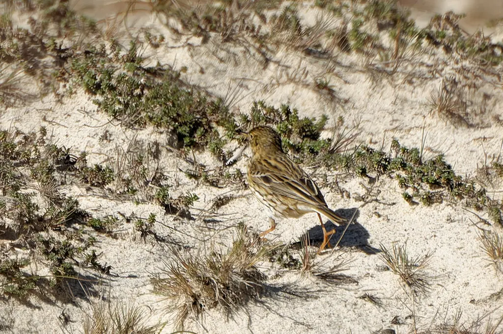 草地鹨(Anthus pratensis)