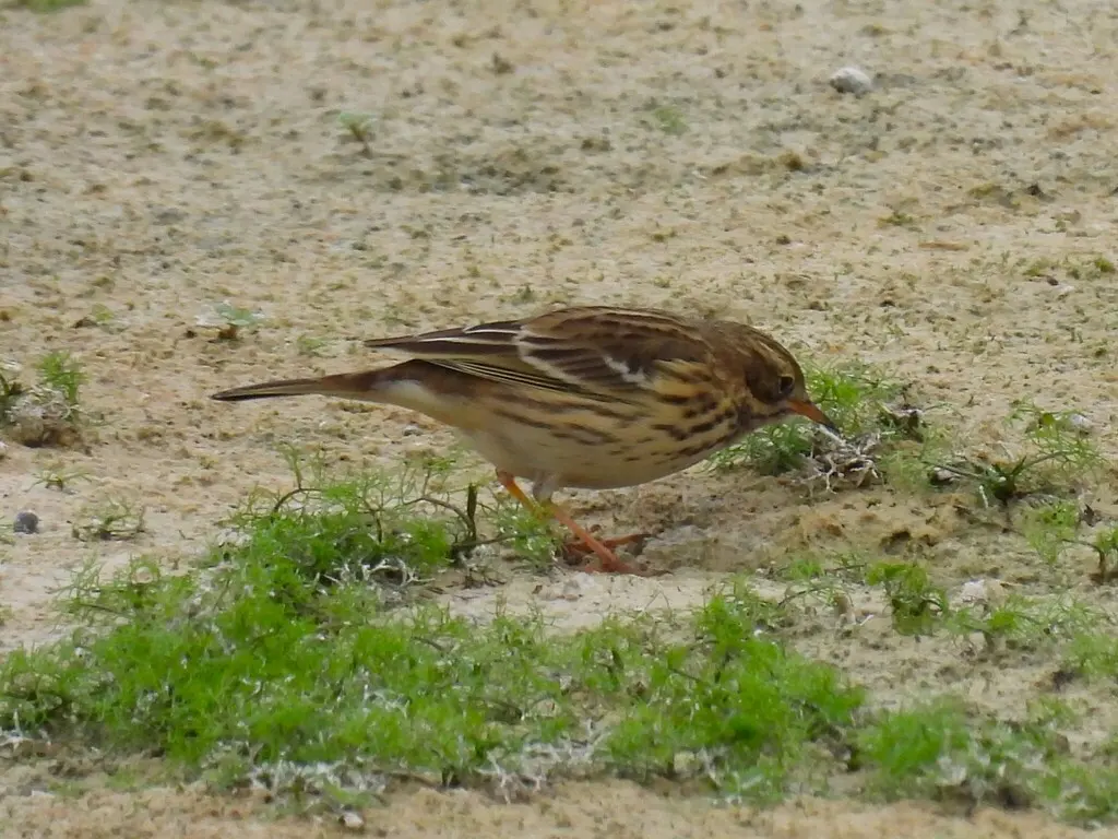 草地鹨(Anthus pratensis)