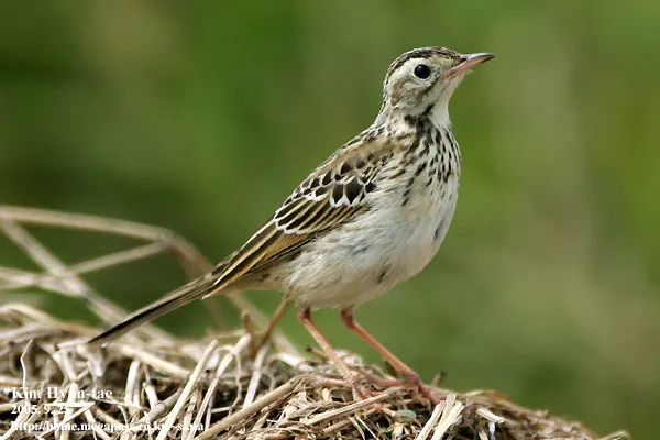 理氏鹨(Anthus richardi)