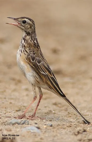 理氏鹨(Anthus richardi)