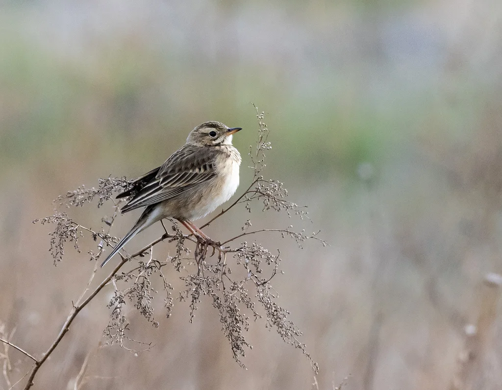 理氏鹨(Anthus richardi)