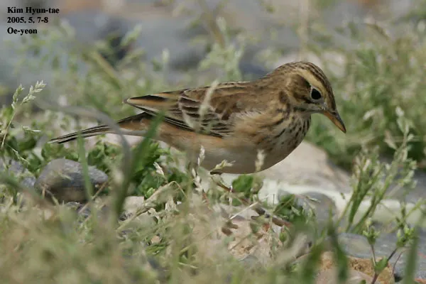 理氏鹨(Anthus richardi)