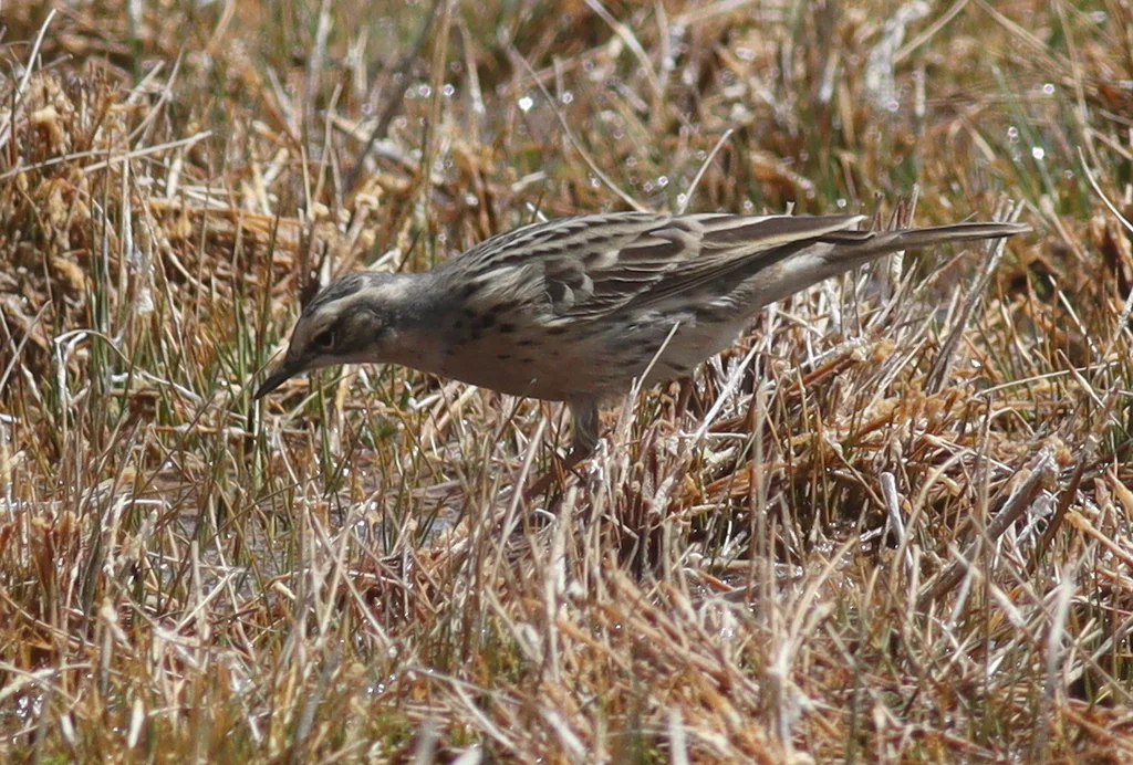 粉红胸鹨(Anthus roseatus)