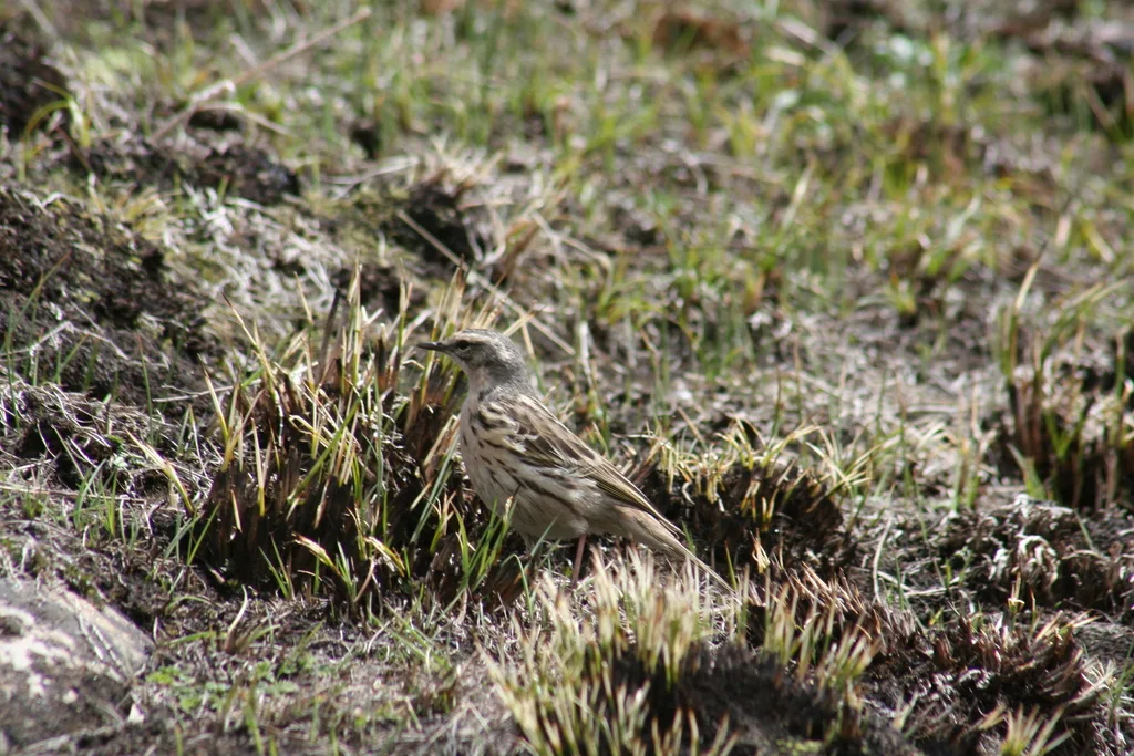 粉红胸鹨(Anthus roseatus)