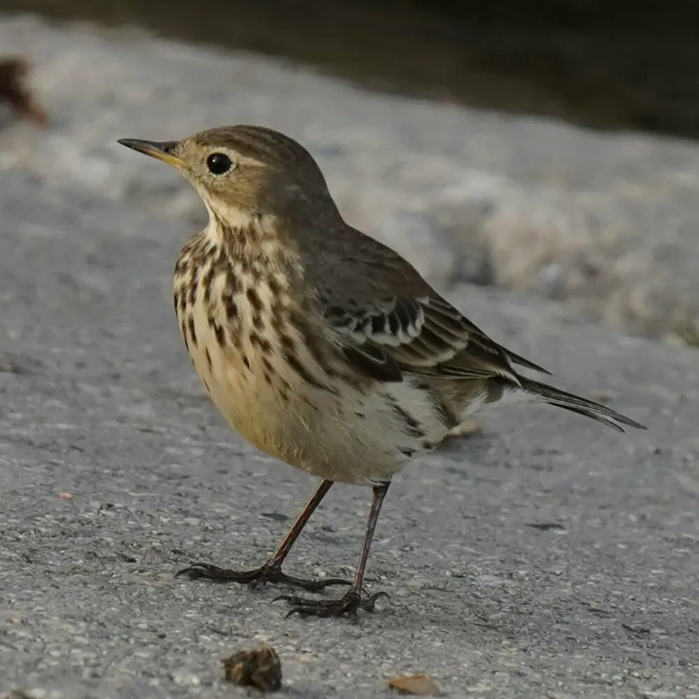 美洲鹨(Anthus rubescens)