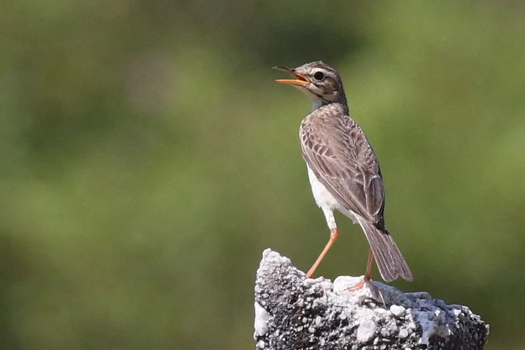 田鹨(Anthus rufulus)