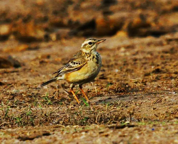 田鹨(Anthus rufulus)