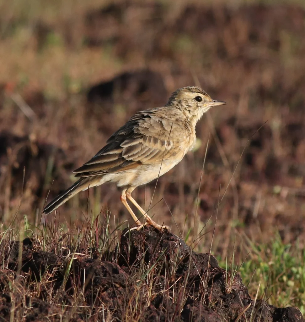田鹨(Anthus rufulus)