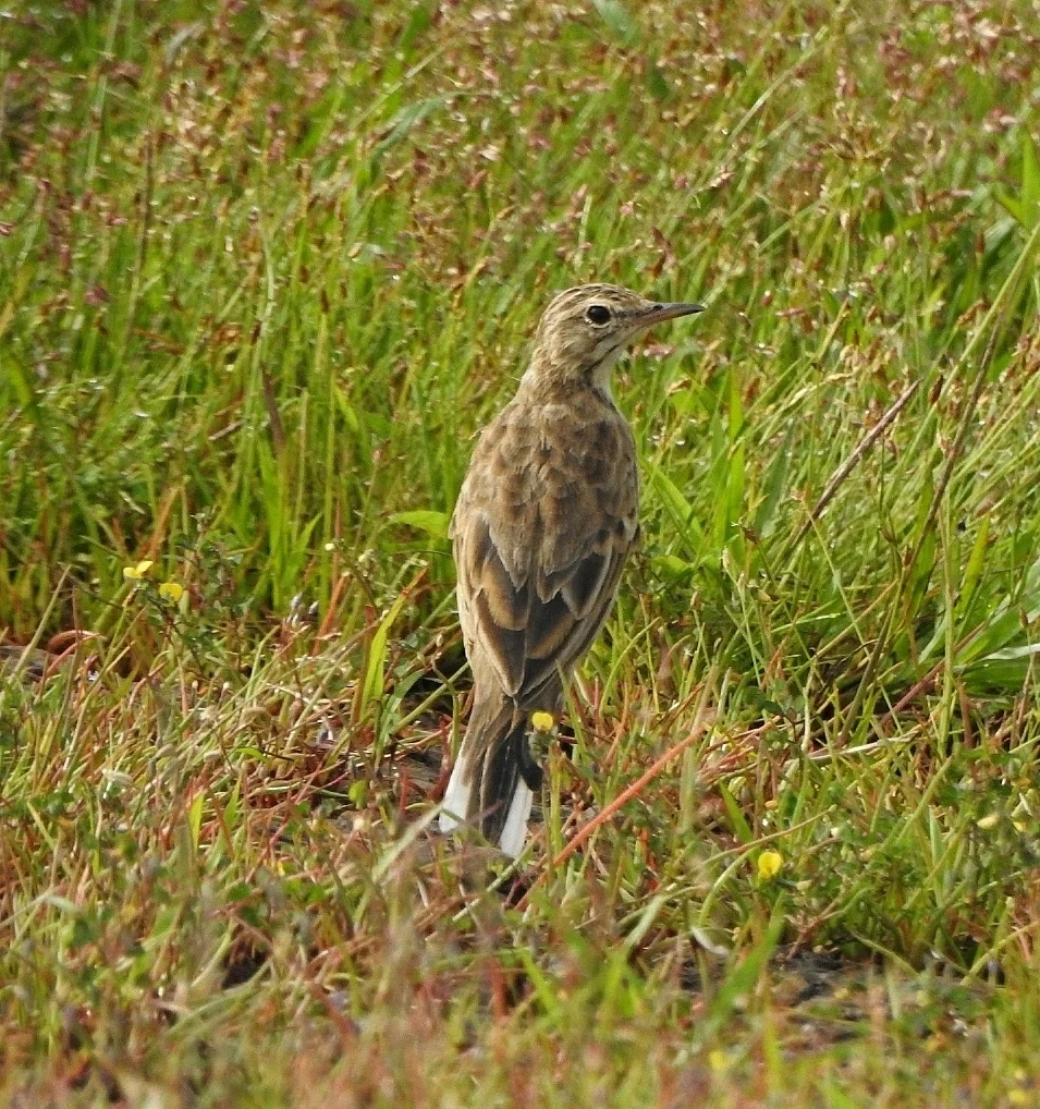 田鹨(Anthus rufulus)