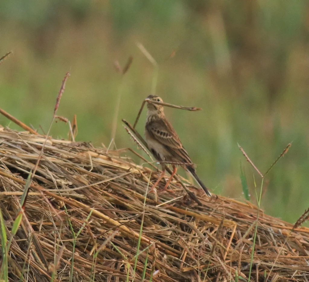 田鹨(Anthus rufulus)