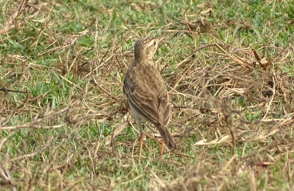 田鹨(Anthus rufulus)